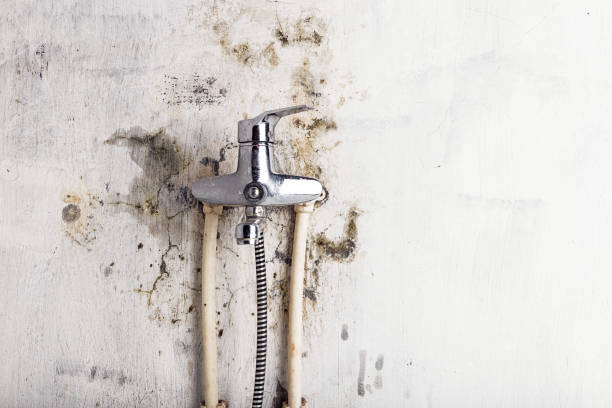 Best Emergency Mold Removal  in St Louis Park, MN