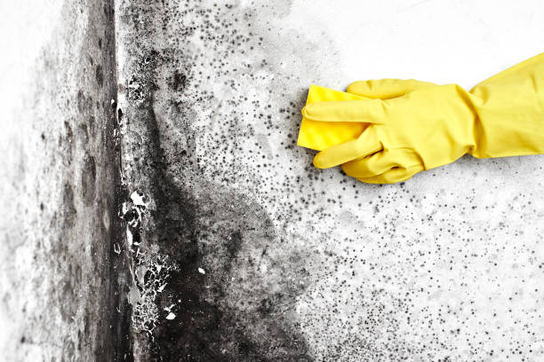 Best Residential Mold Removal  in St Louis Park, MN