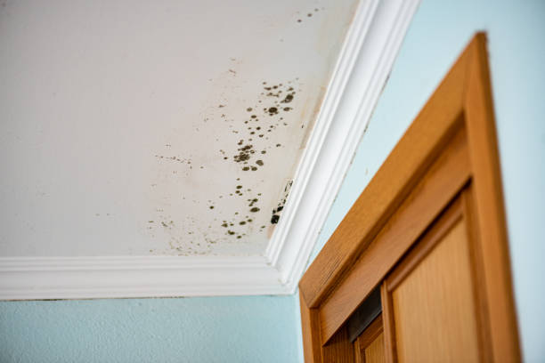 Mold Removal Process in St Louis Park, MN