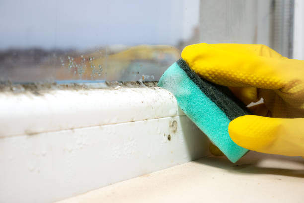 Best Mold Testing  in St Louis Park, MN