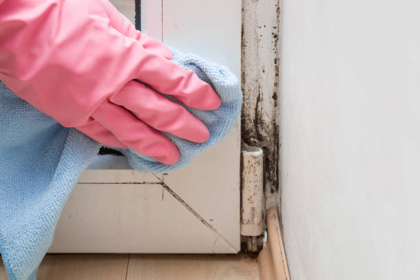 Best Local Mold Removal Service  in St Louis Park, MN
