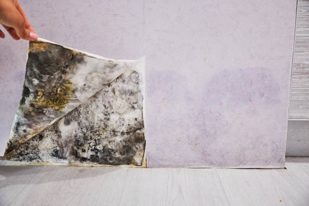 Best Black Mold Removal  in St Louis Park, MN